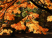 fall foliage backlit by morning sunlight